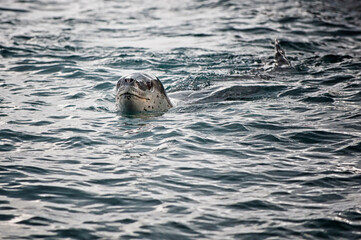 Fototapeta premium Leopard Seal (Hydrurga leptonyx) chasing, Cooper Bay, South Georgia