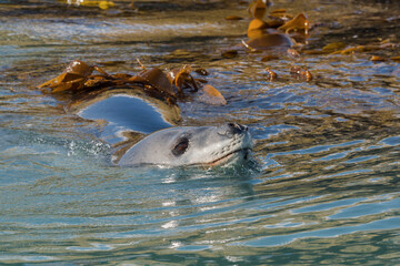 Leopard Seal (Hydrurga leptonyx) swimming between kelp grass, Gold Harbour, South Georgia, South Georgia and the Sandwich Islands, Antarctica