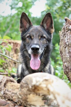 Portrait eines reinrassigen Deutschen Sch&auml;ferhund im Wald B&auml;ume Natur
