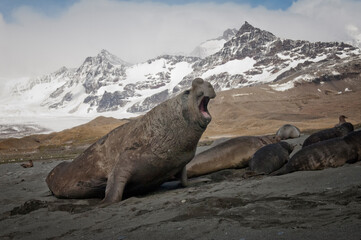 Male Southern Elephant Seal (Mirounga leonina) bellowing, St. Andrews Bay, South Georgia Island