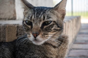 Primer plano de gato callejero