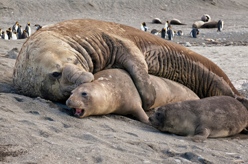 Fototapeta premium Southern Elephant Seal (Mirounga leonina) mating, St. Andrews Bay, South Georgia Island