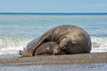 Southern Elephant Seal (Mirounga leonina) mating, St. Andrews Bay, South Georgia Island