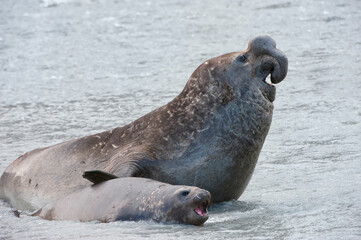 Southern Elephant Seal (Mirounga leonina) mating, St. Andrews Bay, South Georgia Island
