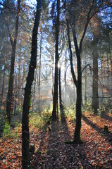Sun bursting through trees in forest