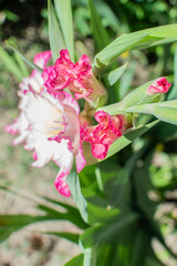 Weiß und Pink blühende Gladiole im Sommer