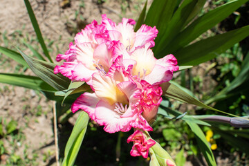 Weiß und Pink blühende Gladiole im Sommer