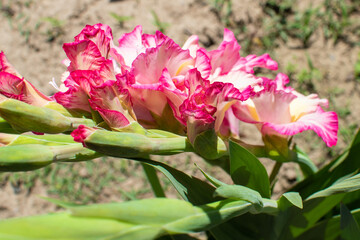 Weiß und Pink blühende Gladiole im Sommer