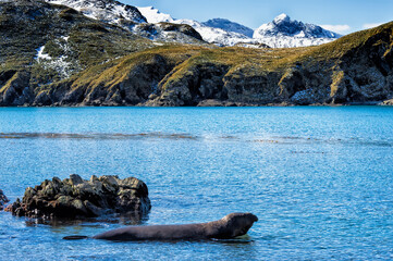 Male Southern Elephant seal (Mirounga leonina) in water, Elsehul Bay, South Georgia Island, Antarctic