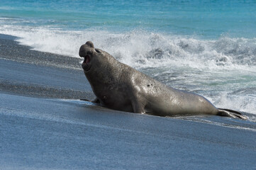 Male Southern Elephant seal (Mirounga leonina) coming out of the ocean waves, Right Whale Bay, South Georgia Island, Antarctic