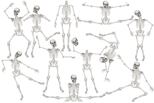 Human skeleton poses. Clip art set on white background