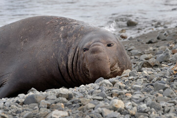 Male Southern Elephant Seal (Mirounga leonina) resting on a graveled beach, Fortuna Bay, South Georgia, South Georgia and the Sandwich Islands, Antarctica