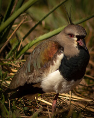 Obraz premium Wildlife photography of a Quero-quero, a colorful bird from Brazil