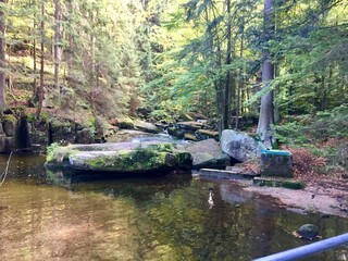 river in the forest