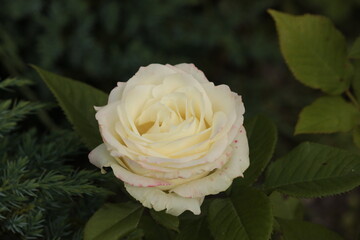 yellow rose on green background