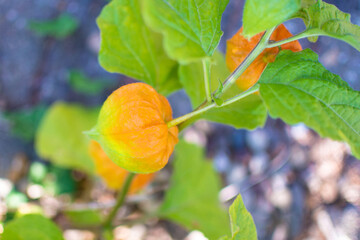 Orangefarbene Lampionblume im Sommer