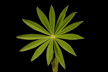 Garden Lupin (Lupinus polyphyllus). Leaf Closeup