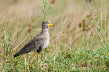 African wattled lapwing (Vanellus senegallus) 