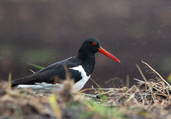 Oystercatcher in rain