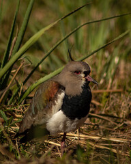 Wildlife photography of a Quero-quero, a colorful bird from Brazil