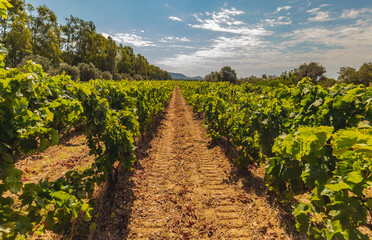 Fototapeta na wymiar the vine plants of the vineyards of carignano in the south of sardinia