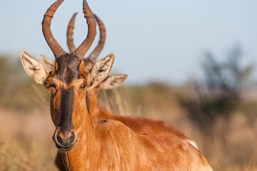 Red hartebeest 1