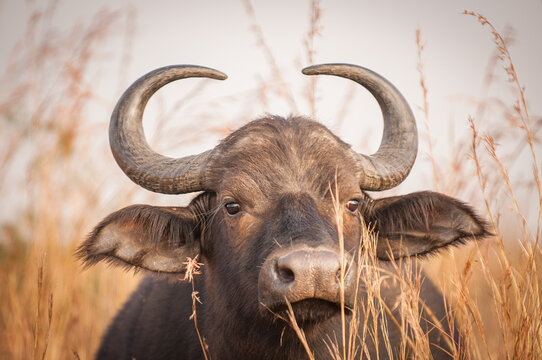 รูปภาพSyncerus เลือกดูภาพถ่ายสต็อก เวกเตอร์ และวิดีโอ7,863 Adobe Stock