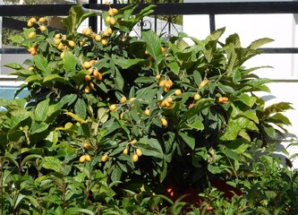 A loquat, or Eriobotrya japonica tree with fruit at springtime, in Glyfada, Greece