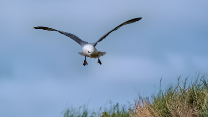 Northern fulmar flying along a grassy cliff top looking down at its nest