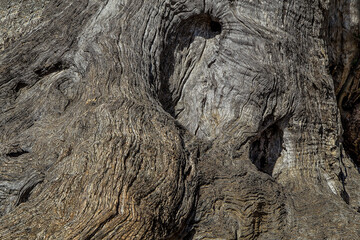 1000 years old olive tree in Lun, island PAG (HR), Croatia