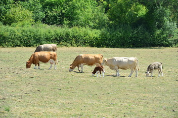 Herd of Cows on a farm in the Isle of Wight.