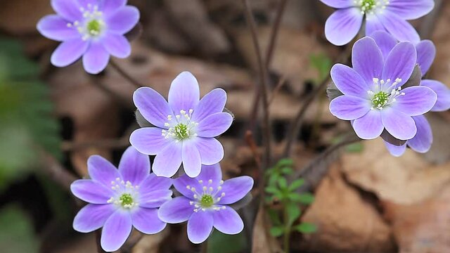 Round Lobed Hepatica, Hepatica americana