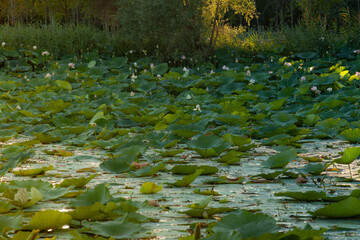 Laghetto con fiori di loto al tramonto. Italia