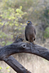 Crested Serpent Eagle (Spilornis cheela), Tadoba Andhari Tiger Reserve, Maharashtra state, India