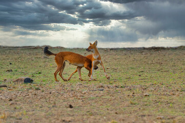 Dholes (Cuon alpinus) or Indian wild dogs playing, Tadoba Andhari Tiger Reserve, Maharashtra state, India