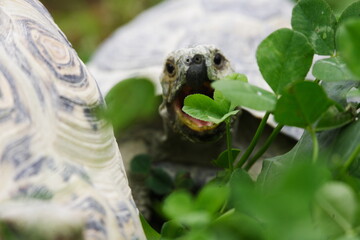 Tortoise Eating clover for lunch
