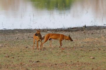 Dholes (Cuon alpinus) or Indian wild dogs near a lake, Tadoba Andhari Tiger Reserve, Maharashtra state, India