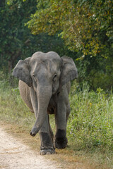 Fototapeta na wymiar Indian elephant (Elephas maximus indicus) on a dirt road, Kaziranga National Park, Assam, India