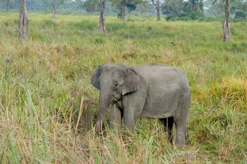 Indian elephant (Elephas maximus indicus) feeding, Kaziranga National Park, Assam, India