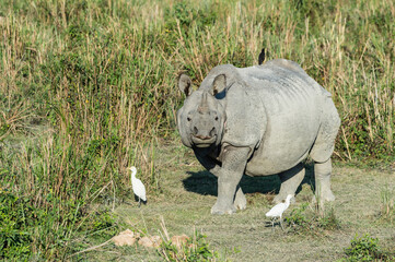Fototapeta premium Indian rhinoceros (Rhinoceros unicornis) with cattle egret (Bubulcus ibis) and Myna birds, Kaziranga National Park, Assam, India
