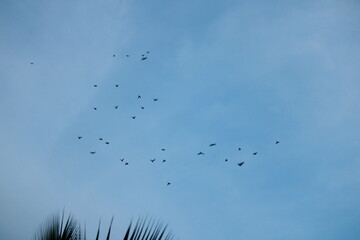 Obraz premium flock of birds