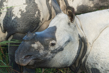 Close-up of an Indian rhinoceros (Rhinoceros unicornis) in the elephant grass, Kaziranga National Park, Assam, India