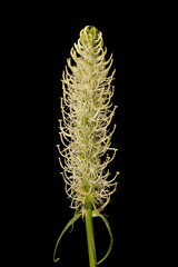 Spiked Rampion (Phyteuma spicatum). Inflorescence Closeup