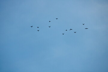 flock of birds