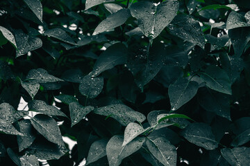 Green leaves. Natural background. Abstract foliage texture