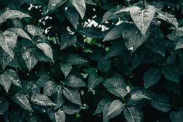 Green leaves texture. Plants background