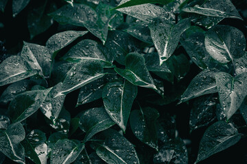 Green leaves. Natural background. Abstract foliage texture