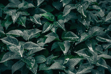 Green leaves texture. Plants background