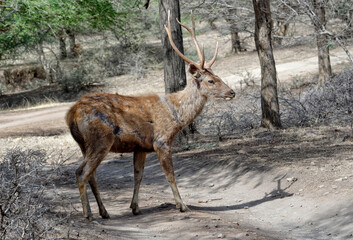 Stag Sambar deer (Rusa unicolor), Ranthambhore National Park, Rajasthan, India