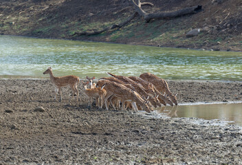 Group of Chital or Spotted deer (Axis axis) drinking in a pond, Tadoba Andhari Tiger Reserve, Maharashtra state, India